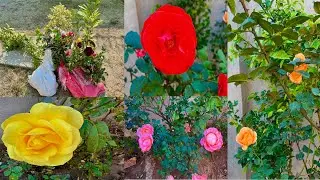 Bahut Shauk Hai Mujhe Paudhe ka 🪴Maine Bahut Shauk se Paudhe Lagaye Hain 🌺