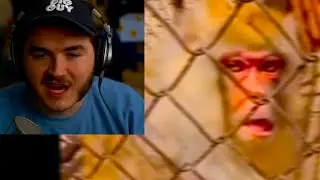 ⚠️!!! Stop F*cking with the Monkey !!!⚠️