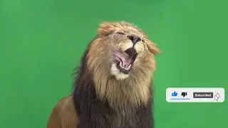 lion green screen effects chroma key