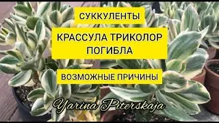 Крассула триколор погибла. Возможные причины.