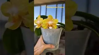 Драгоценная орхидея Phal. Joy Jewel Box LD250 LD369