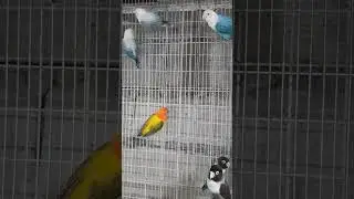 play time love birb