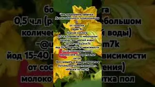 Чем подкормить кабачки .Для их обильного плодоношения и от гниения.
