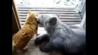 Cat and bear (Кот и медведь)