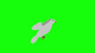 Pigeon Dove Animation Green Matte | Chroma Key | Sky Fx