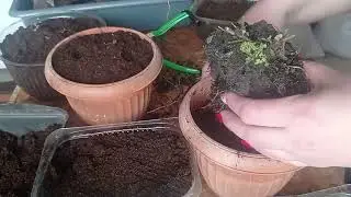 Саджаємо хризантему на пророщування.