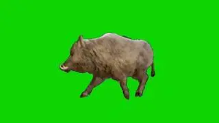 Green Screen Wild Boar