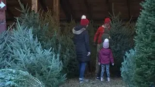 Jones Family Farms is helping families pick the perfect Christmas trees