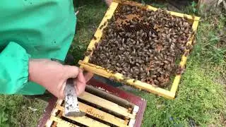 Матки в мае на вертикальных 6-ти и 12 рамочных уклейках в пересчёте