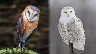 10 Most Beautiful Owls on Planet Earth