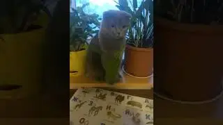 Не даёт убрать листок,прикол