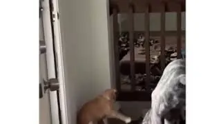 КАК ИЗБАВИТЬСЯ ОТ НАДОЕДЛИВОГО ПСА!