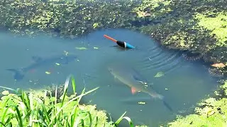 Видно как берёт крючок! РЫБАЛКА на ГОЛАВЛЯ с ПОПЛАВКОМ. Подводная съёмка поклёвок