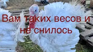 Таких весовых показателей индейки мы не ожидали/ Потрошение и ощип крупных индюков