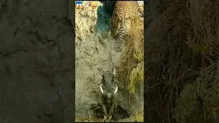 Jaguar Hunting Boar 🔥 
