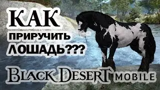 [Black Desert mobile] Как и где приручить лошадь? Гайд для новичков!!!