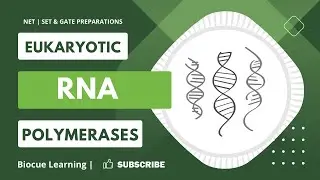 Eukaryotic RNA Polymerases