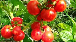 САМЫЕ СКОРОСПЕЛЫЕ ТОМАТЫ Катя, Леопольд, Монгол карлик, Детская сладость. ВЫВОДЫ посажу ли снова..