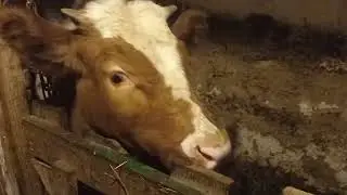 Соломією пораємось по хазяйству . Мамина помічниця вже підростає.