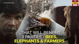 Beehives to keep away elephants & ensure a field full of crops!