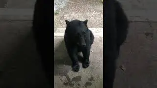 Black Bear Sits on Command || ViralHog