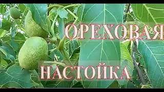 Ореховая настойка  Грецкий орех какой спелости применить
