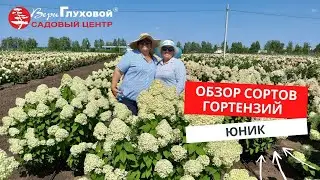 ГОРТЕНЗИЯ МЕТЕЛЬЧАТАЯ ЮНИК