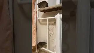 Крыса лазит по батарее. #rat #animal #животные #крыса