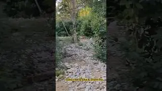Barking Deer Spotted Jim corbett national park | Jim corbett me Barking Deer Dekha #singhaniasafari