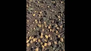 Пришло время собирать картошку ! Урожай 2023