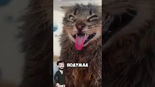 Что такое кошачья травка?  