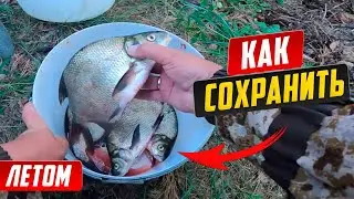 Как сохранить рыбу в жару на рыбалке