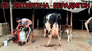 ЖАМИ   34   ЛИТИР   СОГИЛДИ   БОЛАСИ   5   КУНЛИК   ХАЛИ
