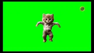 Cat Dancing Green Screen HD (2024)