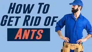How to get rid of ants?