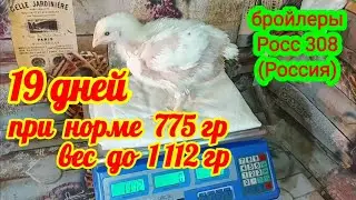 Как растут бройлеры на комбикорме Микс Лайн. Вес  бройлеров в 19 дней Росс 308 (Россия).