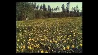 В зелёной стране нектара. 1959 год.