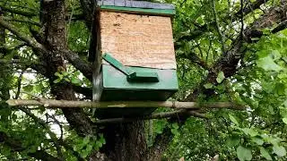 Проверка ловушек для роев, есть разведка.