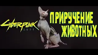 Как найти Кота в Cyberpunk 2077 ➤ Где найти Кошачий Корм в Киберпанк