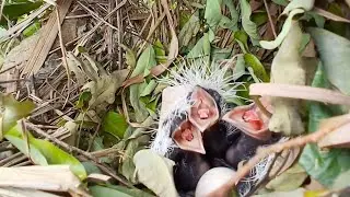 Greater coucal birds Feed the baby in the nest ( EP13) Beautiful baby birds