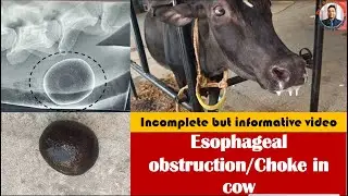 Esophageal obstruction in a cow by hair ball/esophageal choke in cow/severe tympany/