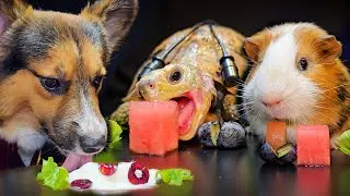 Dog Turtle Tortoise Guinea Pig ✨ ASMR Mukbang Eating Food