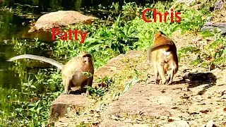 OMG....!! Mr Chris type Patty, Chris is a nasty monkey, Patty extremely crying.