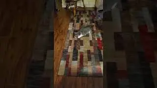Funny Cat Chasing Laser Pointer
