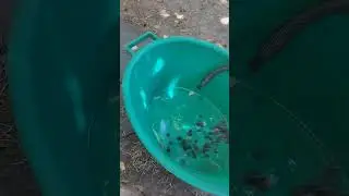 Чёрная икра из смородины на зиму !!!