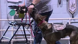 DOG T.A.G.S. Program FOX43