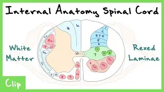 Internal Anatomy Of The Spinal Cord Explained (Rexed Laminae & White Matter Tracts) | Clip