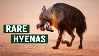 Tracking Rare Brown Hyenas Hunting Behaviors