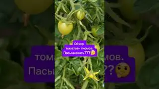 Обзор томатов-гномов/ пасынковать???🤔🍅#дача #огород #garden #томаты #томатыгномы #пасынкование