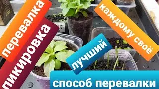 Пикировка всходов/ Перевалка растений/ Лучший способ перевалки